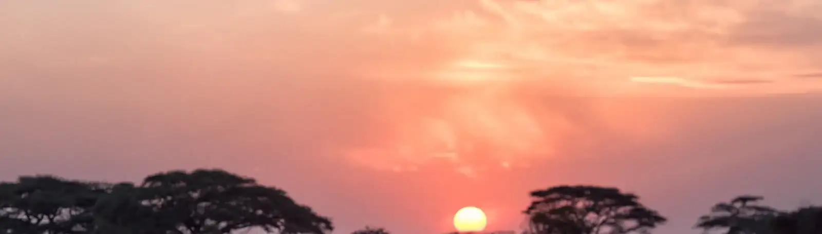 Acacia trees against a sunset sky on an East African savannah